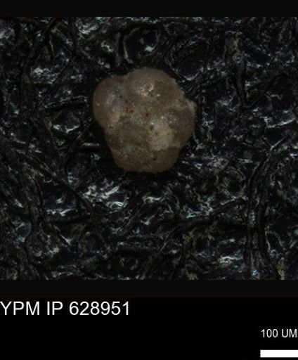 undet. Foraminiferida