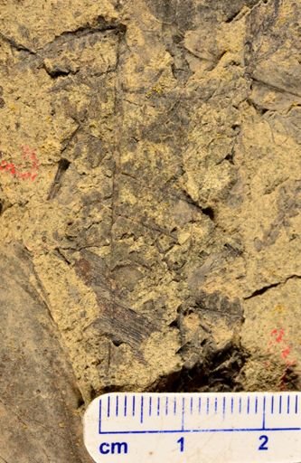 Microphyllopteris delicata