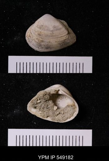 undet. Bivalvia