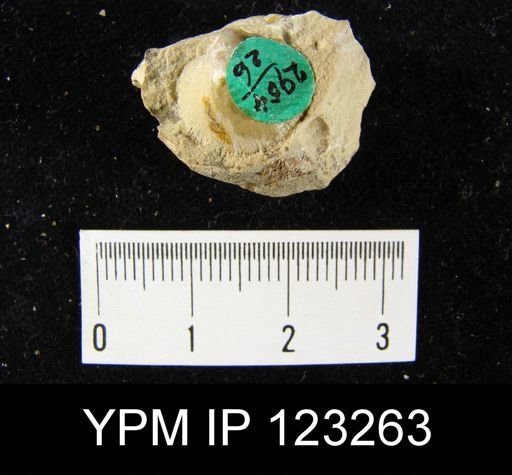 Dalmanella crassa