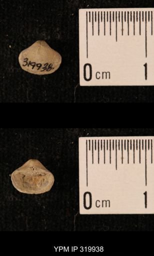 Ambocoelia planoconvexa