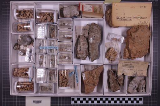 mixed taxa, stratigraphic collection