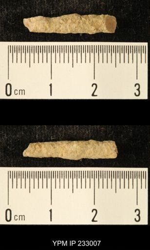Archaeocidaris sp.