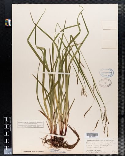 Carex