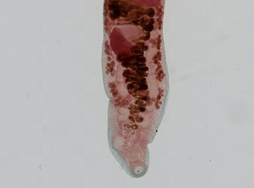 Haematoloechus medioplexus