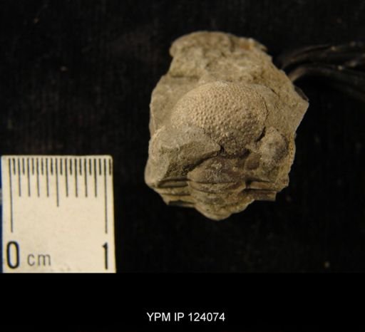 Phacops rana
