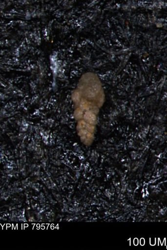 Verneuilina canadensis