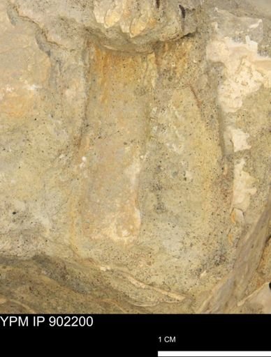 undet. Mollusca
