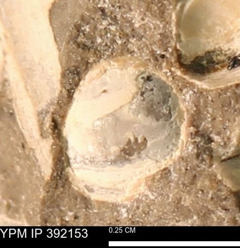 Protocardia sp.