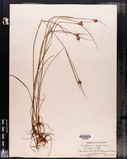 Eriophorum virginicum