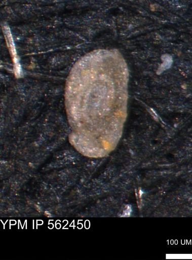 Spirolocammina subcircularis