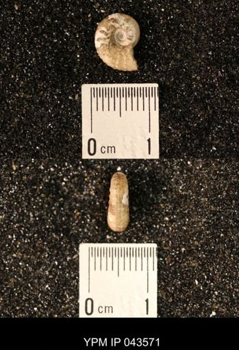 Hoploscaphites nicolletii