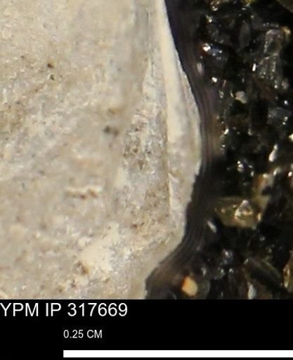 undet. Mollusca