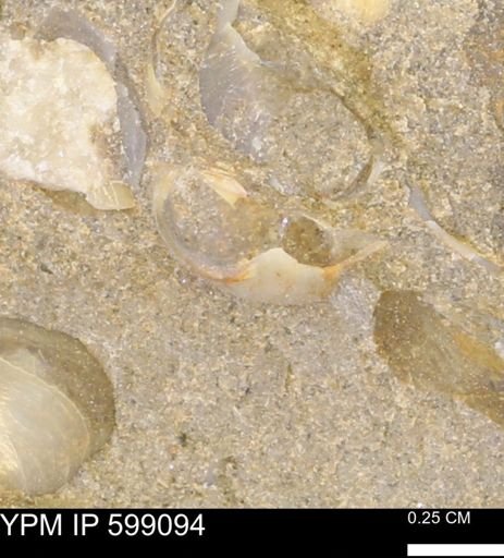 undet. Bryozoa