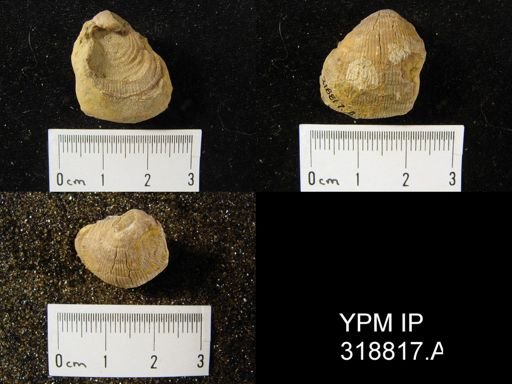 Productus cora