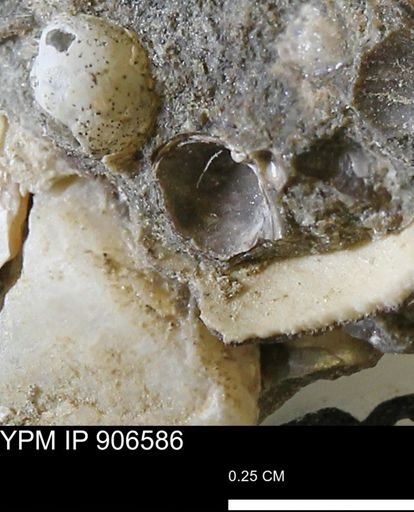 undet. Mollusca