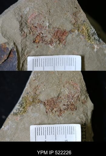 undet. Echinodermata