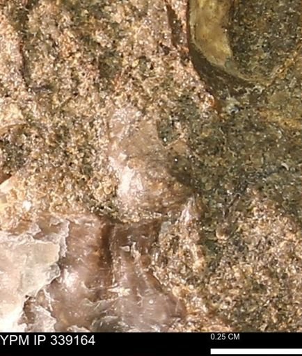 undet. Mollusca