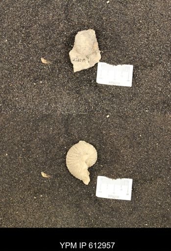Clioscaphites vermiformis