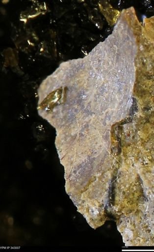 undet. Bivalvia