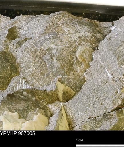 Oxytoma (Hypoxytoma)?