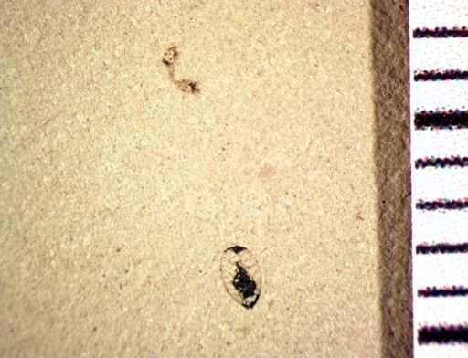 Formicidae