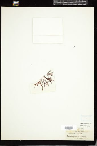 Farlowia crassa