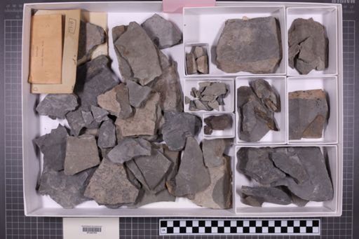 mixed taxa, stratigraphic collection