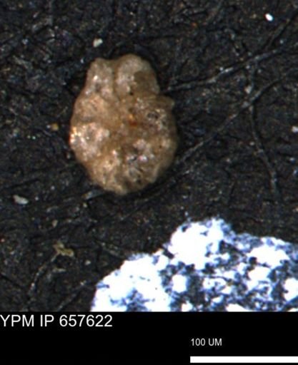 Alveolophragmium linki