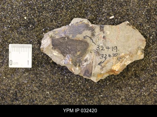undet. Scaphitidae