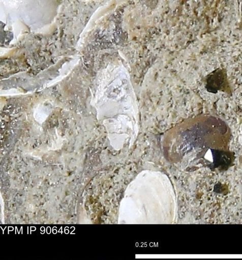 undet. Mollusca