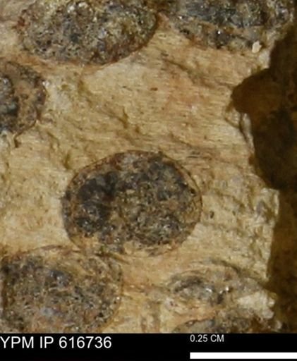 Teredo sp.
