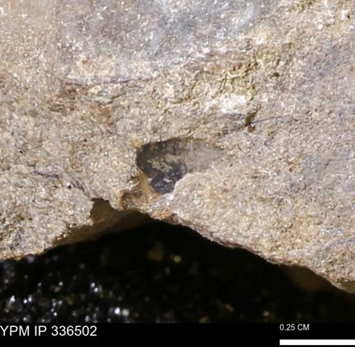 undet. Mollusca