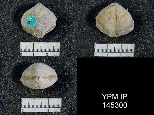 Athyris capillata