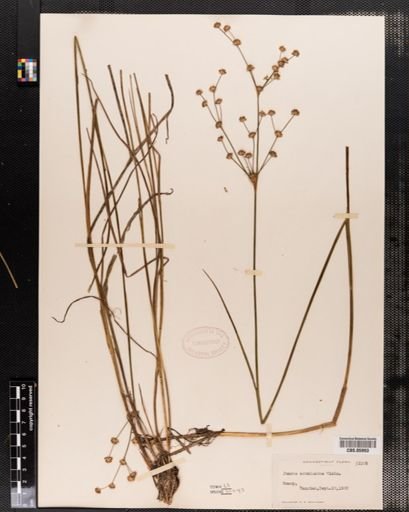 Juncus