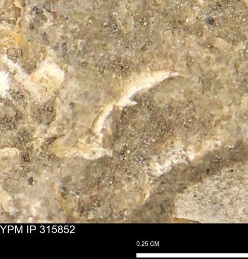 undet. Mollusca