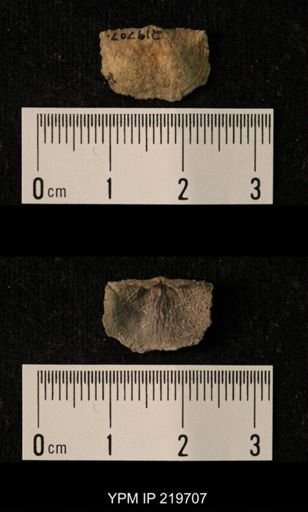 Chonetes granulifer