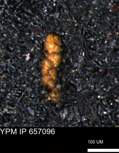 Ammobaculoides phaulus
