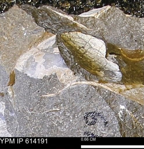 Mollusca