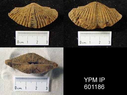 Spirifer intermedius