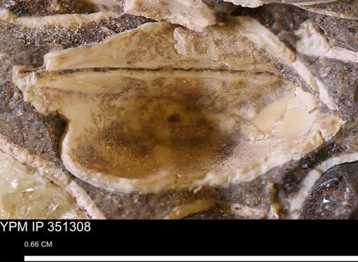 Parallelodon (Cosmetodon) sp.