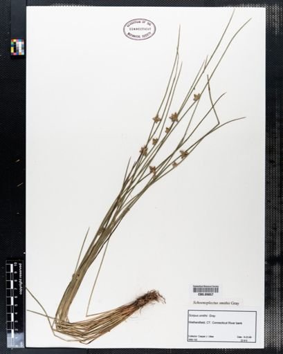 Schoenoplectus smithii