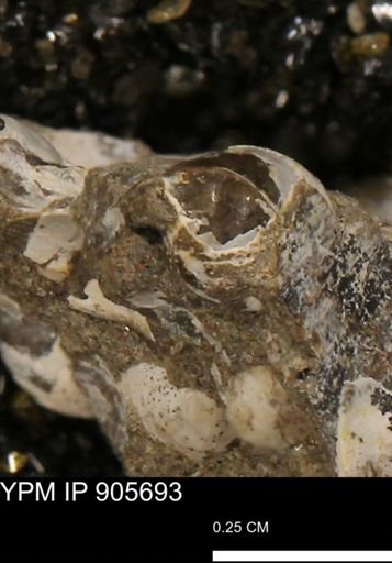 undet. Gastropoda