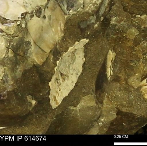 undet. Mollusca