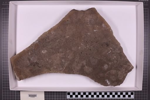 mixed taxa, stratigraphic collection