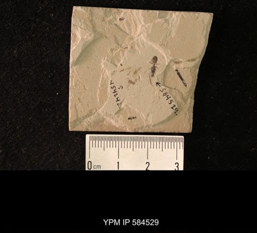undet. Formicidae