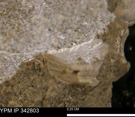 undet. Bivalvia