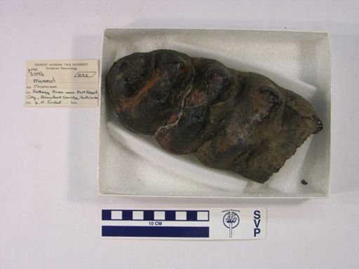 Mammut americanum
