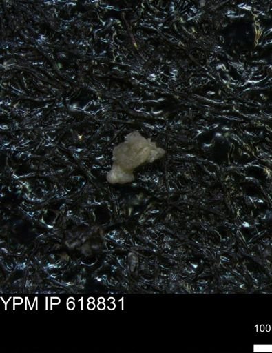 undet. Foraminiferida