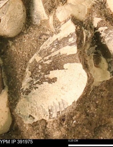 Protocardia sp.